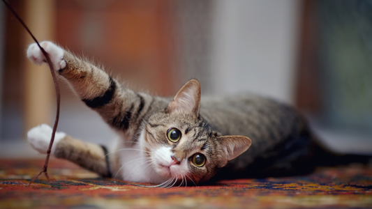 Annoying Cat Behaviors And How To Correct Them