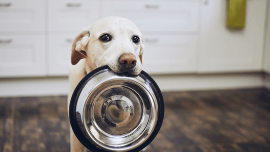 The Benefits Of Omega 3 And Omega 6 Fatty Acids For Dogs