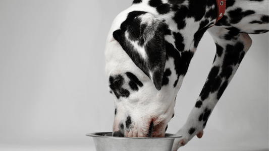 Probiotics vs Prebiotics: What Are They And How Will They Benefit My Dog Or Cat?