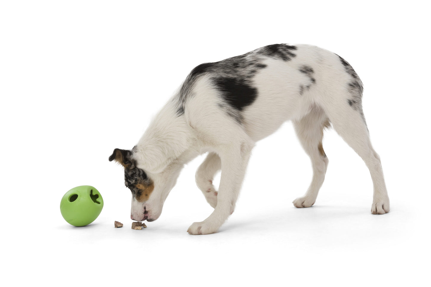 RUMBL_JUNGLE GREEN_DOG_EATING