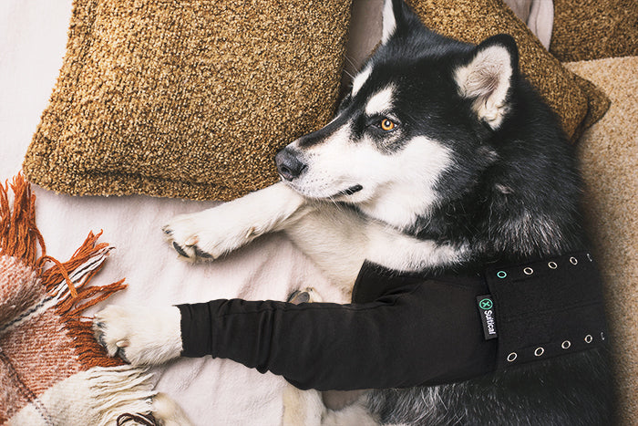 SUITICAL_LIFESTYLE_RECOVERY SLEEVE DOG_01_2020_V01
