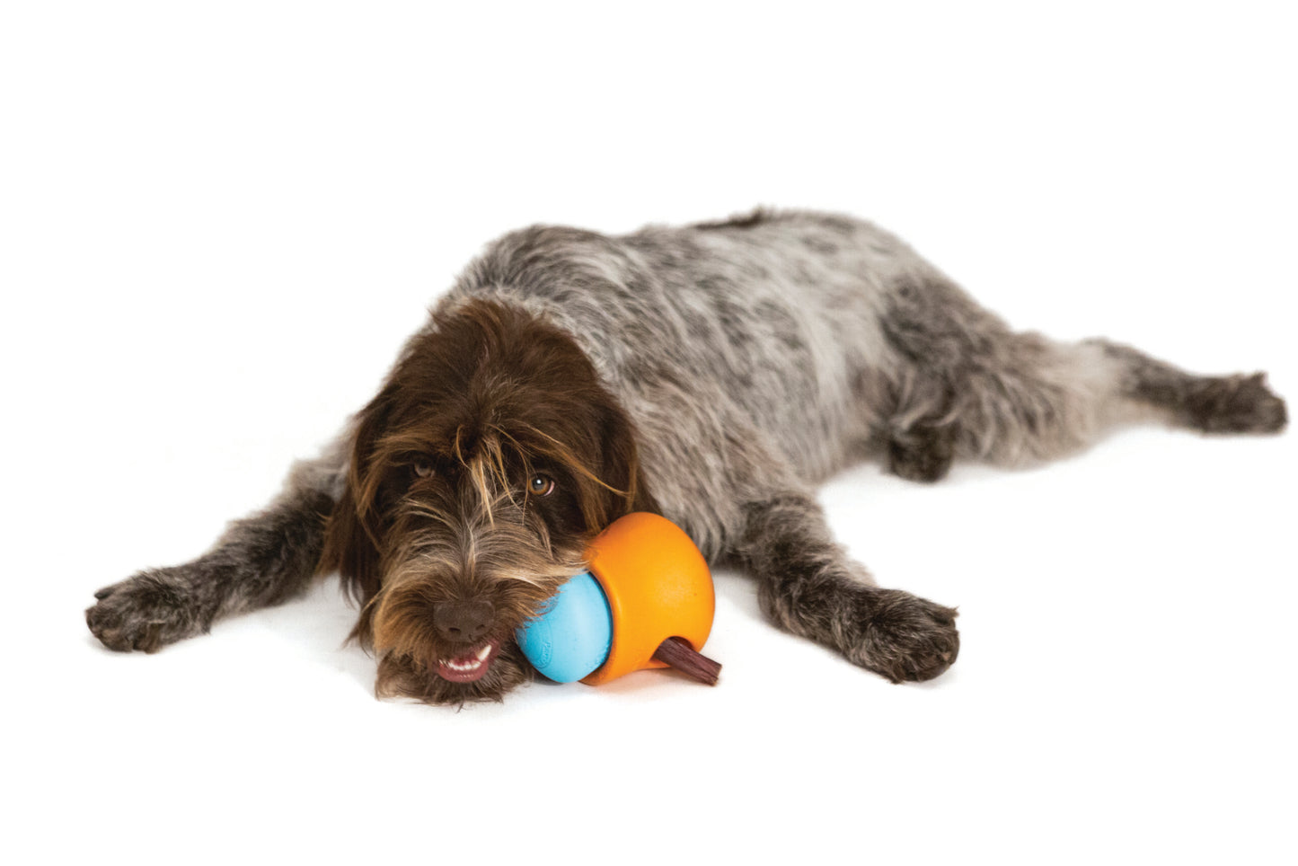 TOPPL_TANGERINE-AQUA_DOG_LAYING
