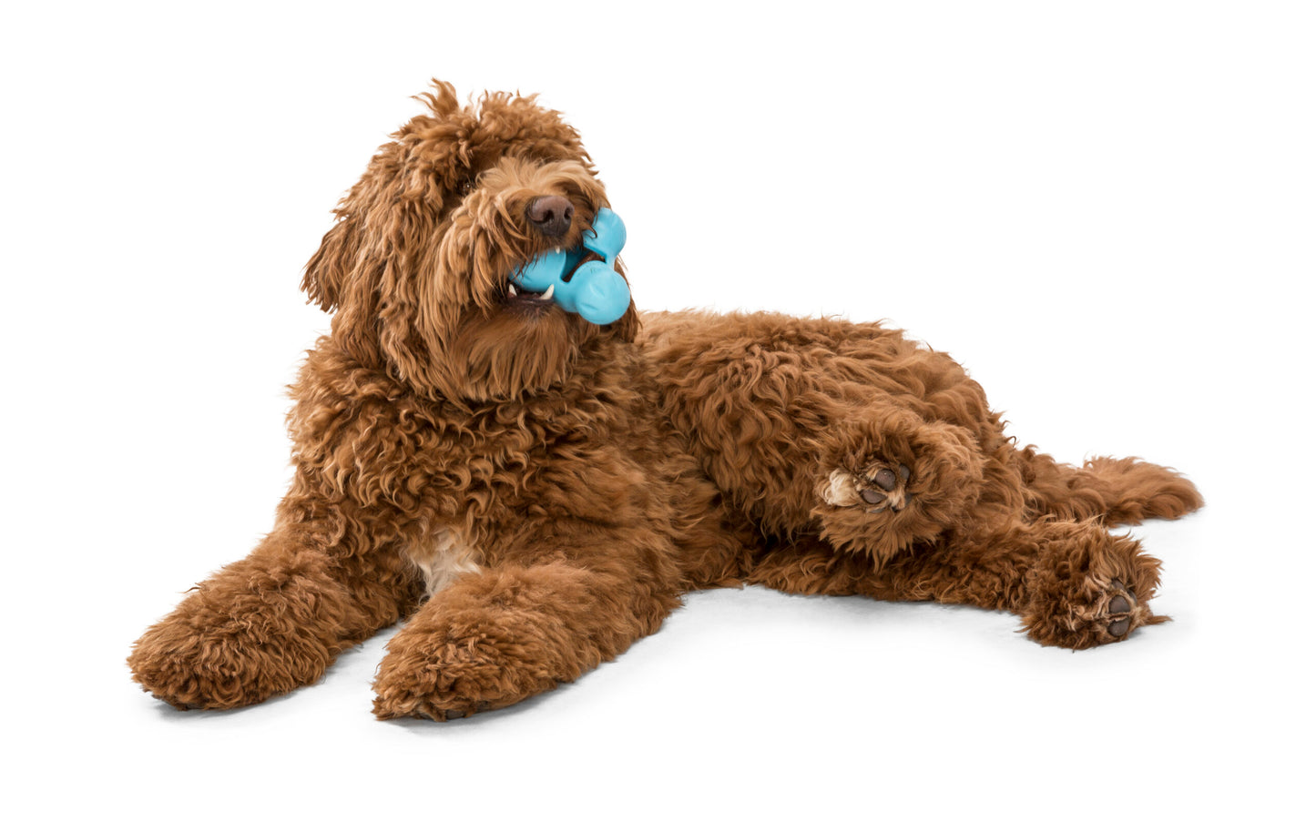 TUX_AQUA_DOG_1