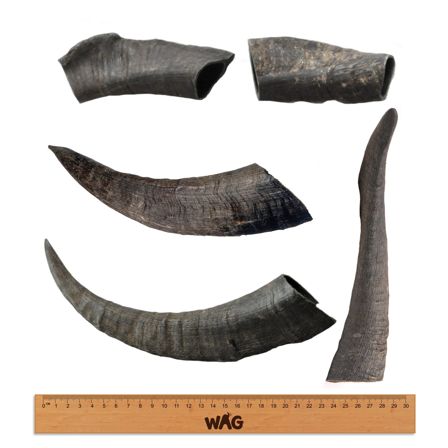 goat-horn-medium