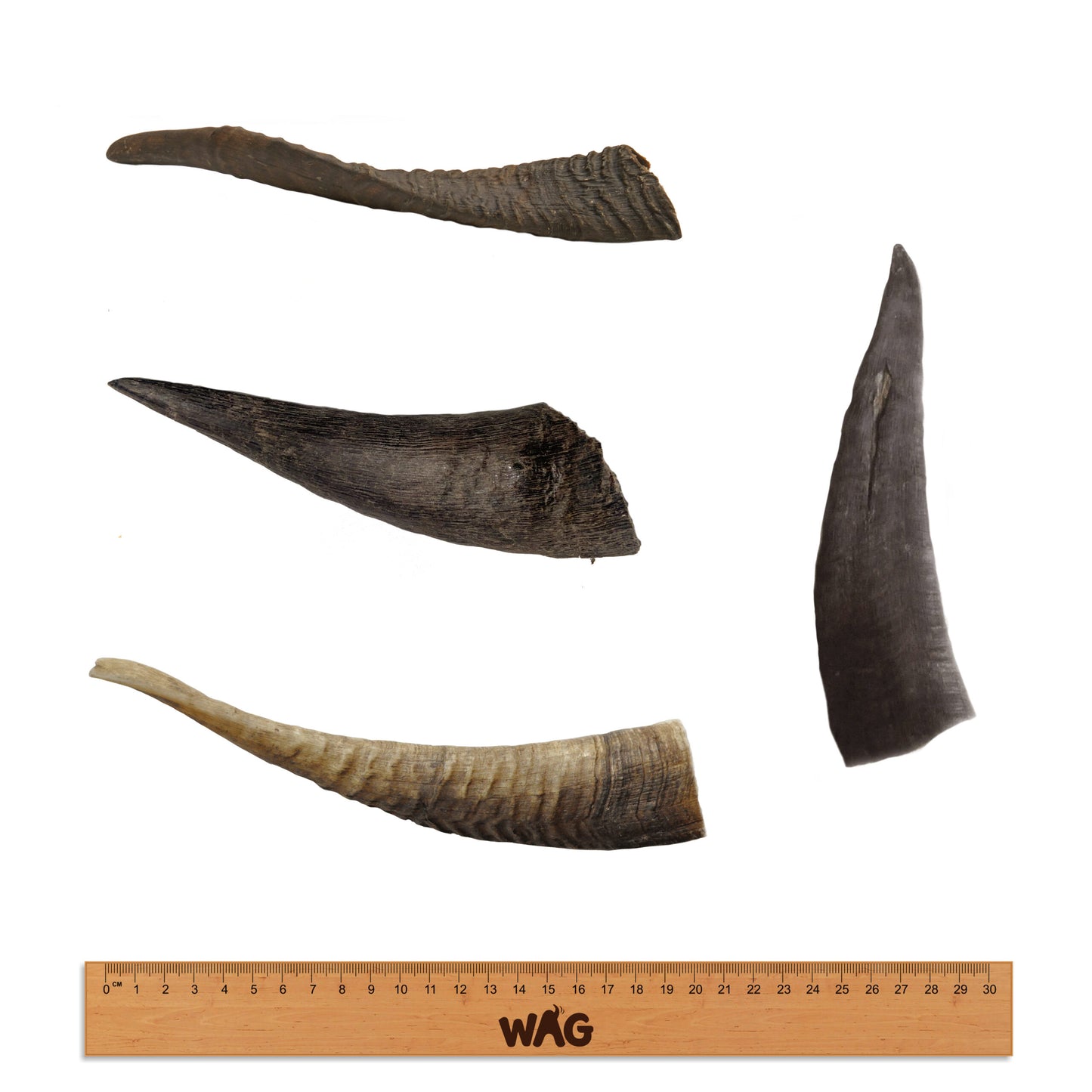 goat-horn-small