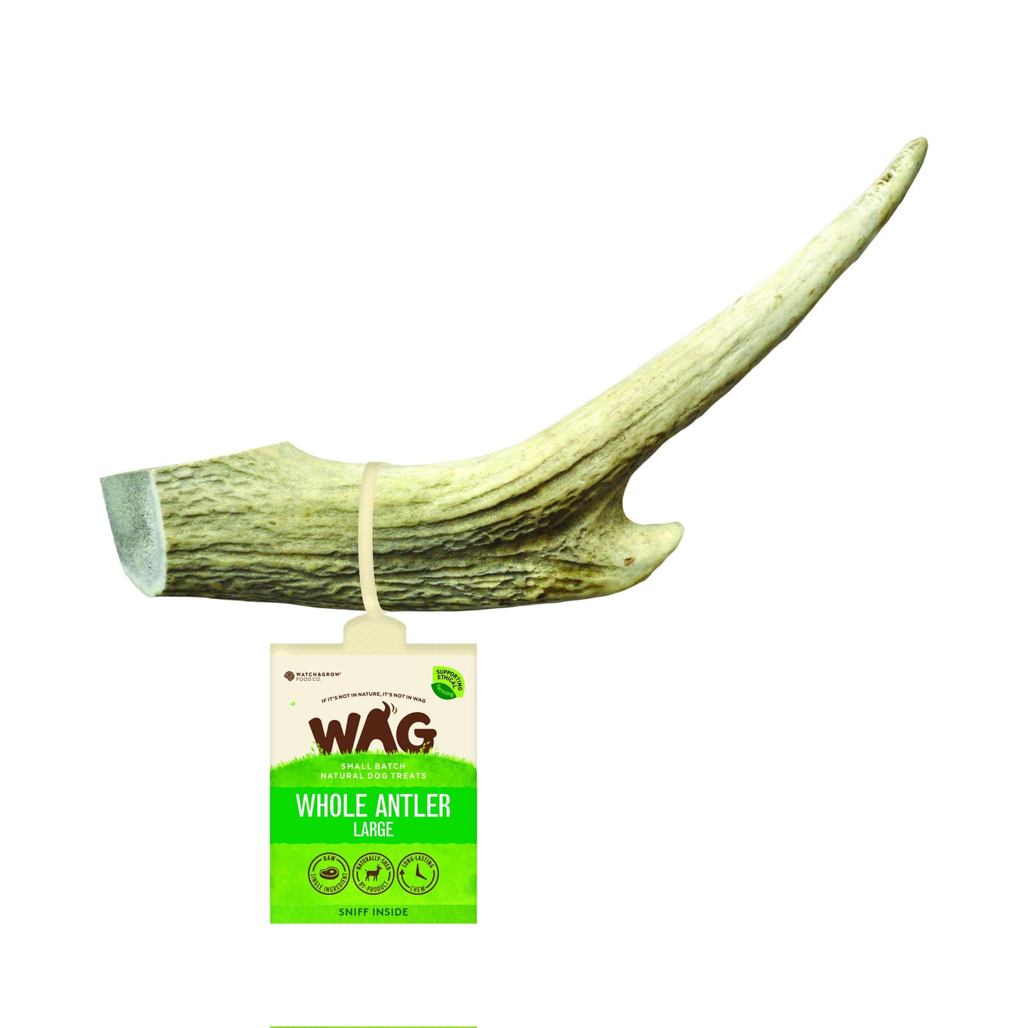 whole-large-antler-1