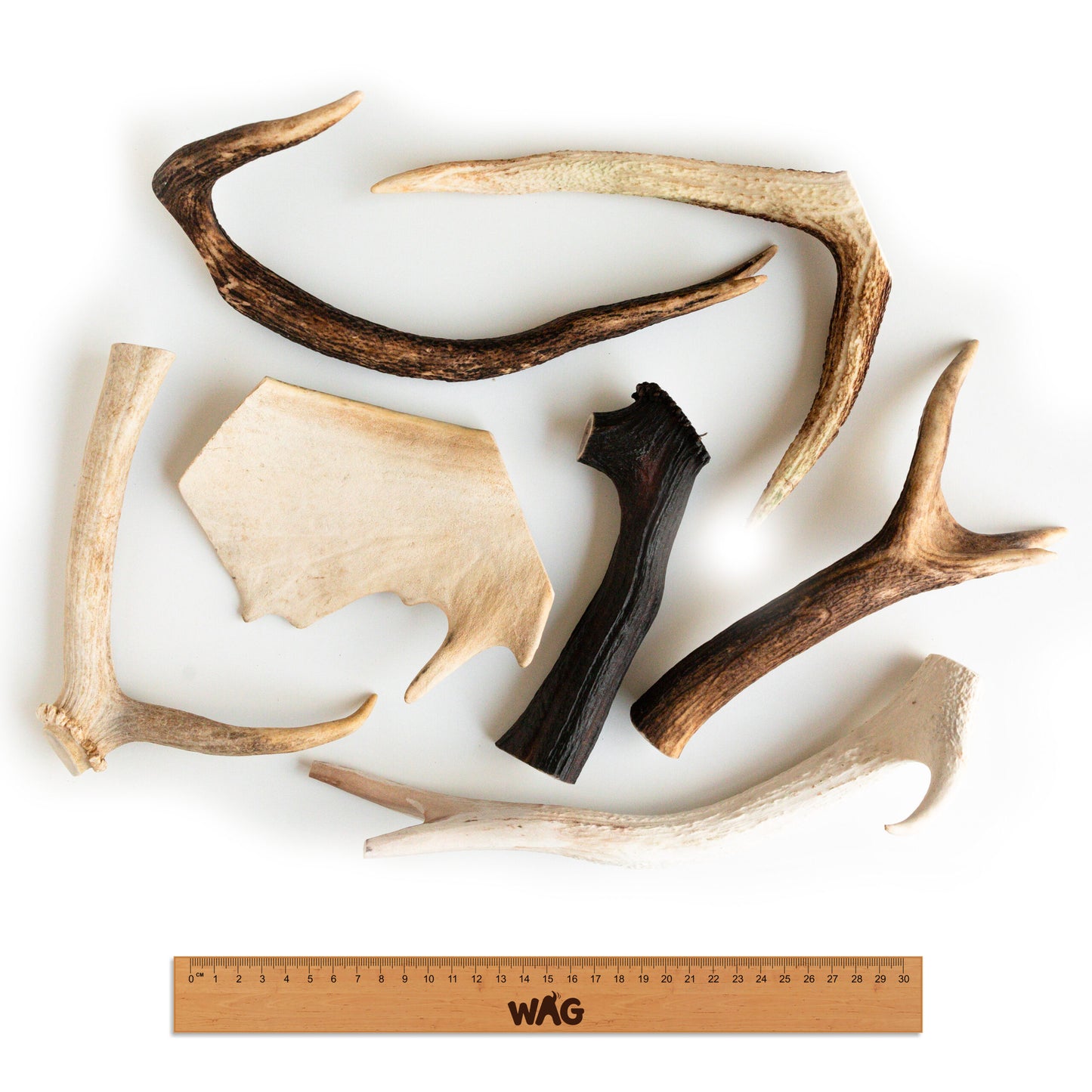 whole-large-antler