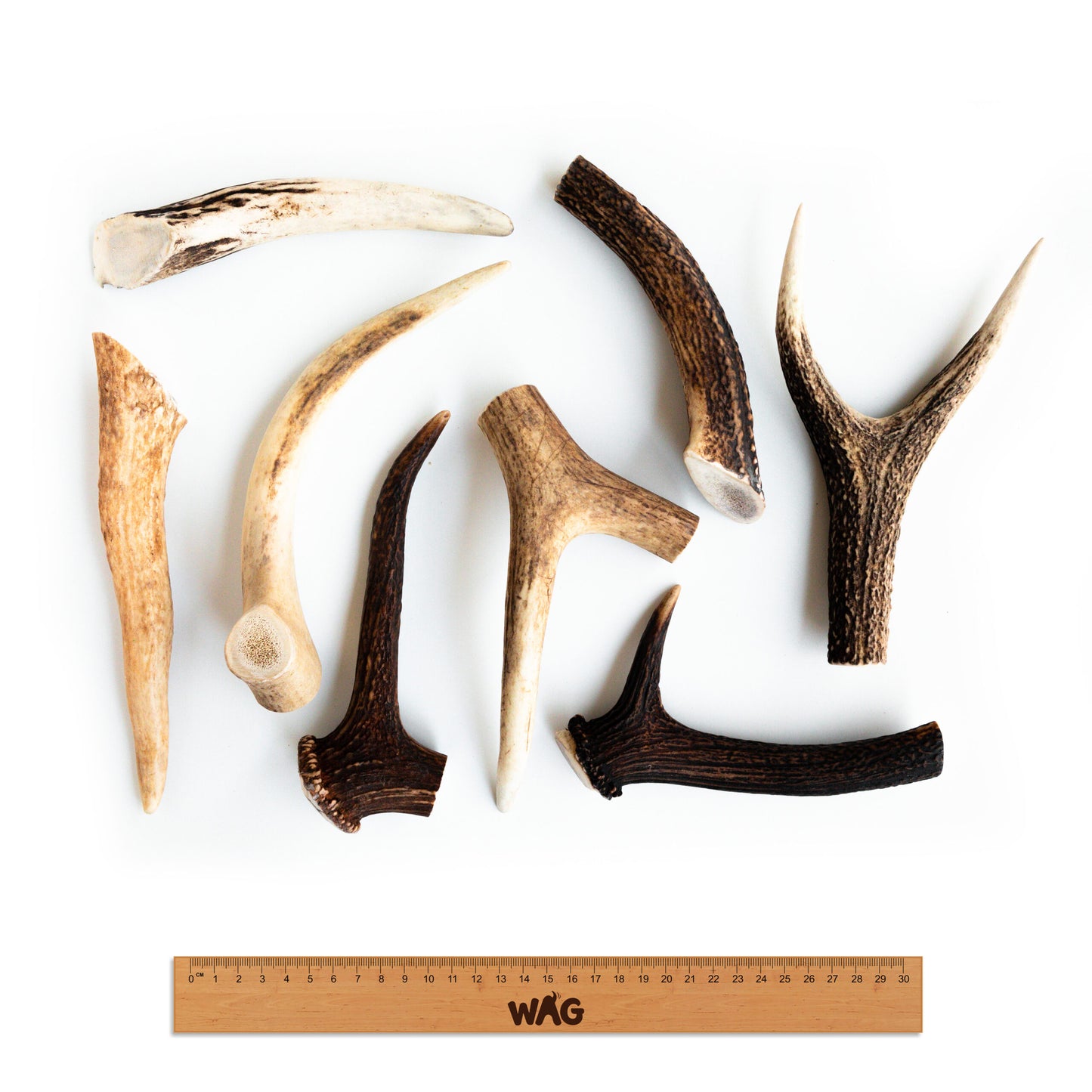 whole-medium-antler