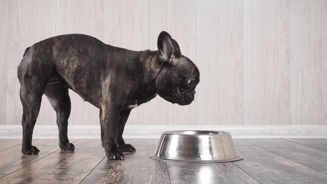 5 Reasons Why You Should Not Feed Your Pet Dry Food