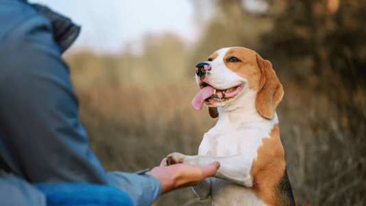 A Guide To Dog’s Behavior: Reasons Behind Their Behavior And What You Need To Know