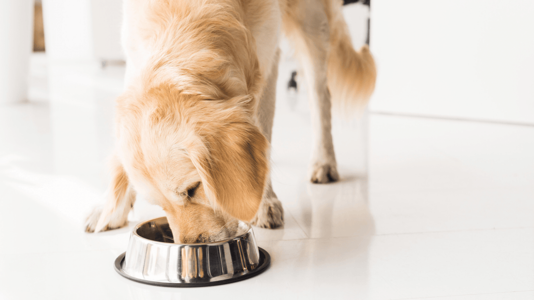 Can Dogs Eat Soy? Everything You Need To Know About A Soy Diet For Your Dog