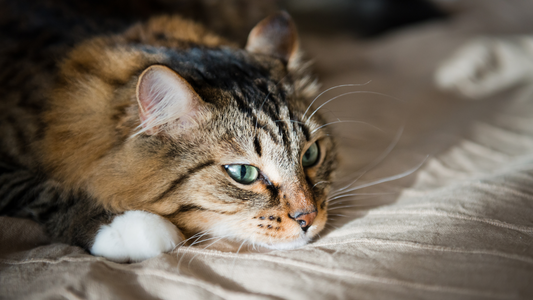 How Long Can I Leave My Cat Alone: Does She Miss Me When I Am Gone?