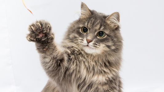 24 Fascinating Fun Facts About Cats That You Didn't Know