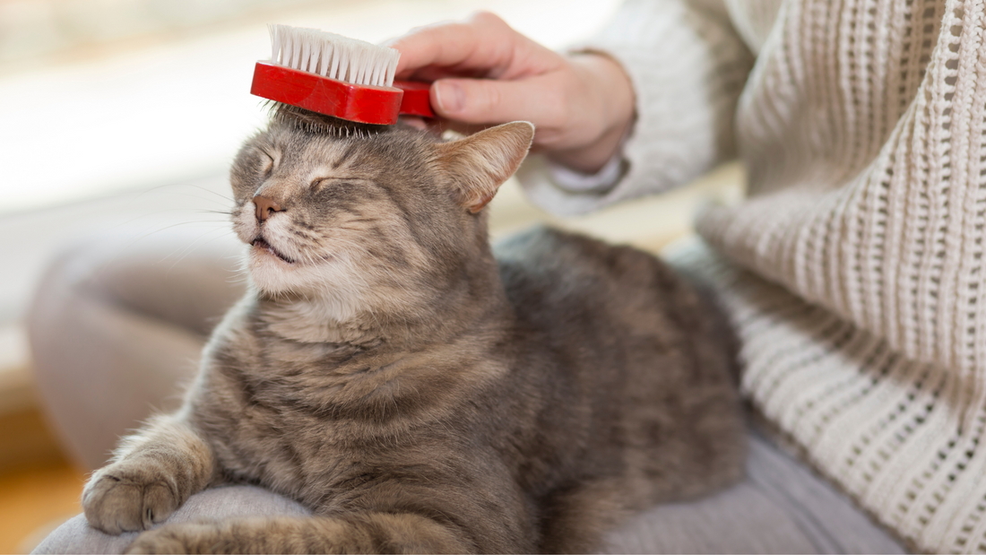 How To Get Rid Of Matted Cat’s Fur: Benefits Of Brushing Your Cat And How Often You Should Do It?