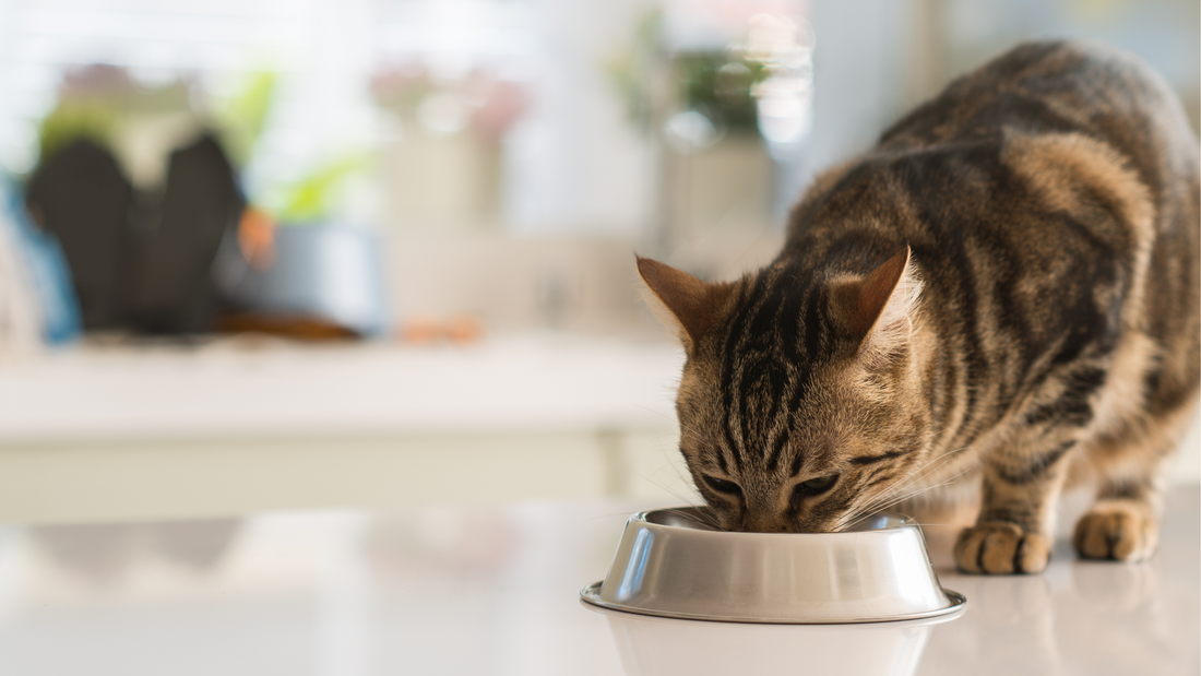 Digestive Problems In Cats: Causes, Symptoms, And Treatments