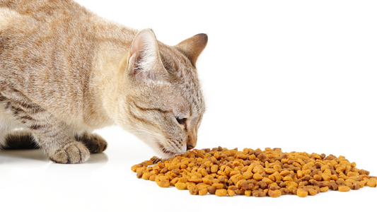 5 Reasons Why You Should Not Feed Your Pet Dry food