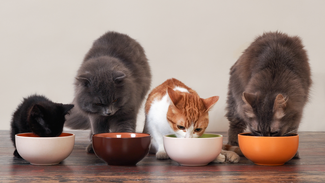 Food Allergies In Cats: Symptoms, Causes, And Treatments