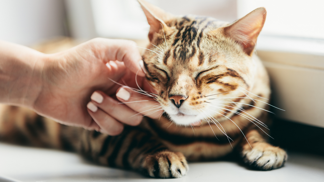 Love Your Cat? Find Out Ways To Express Love To Your Kitty
