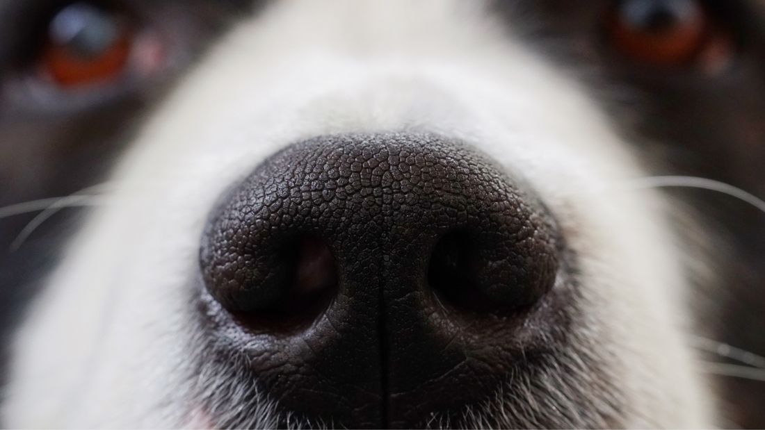 Why Is My Dog's Nose Dry? Should I Be Concerned?