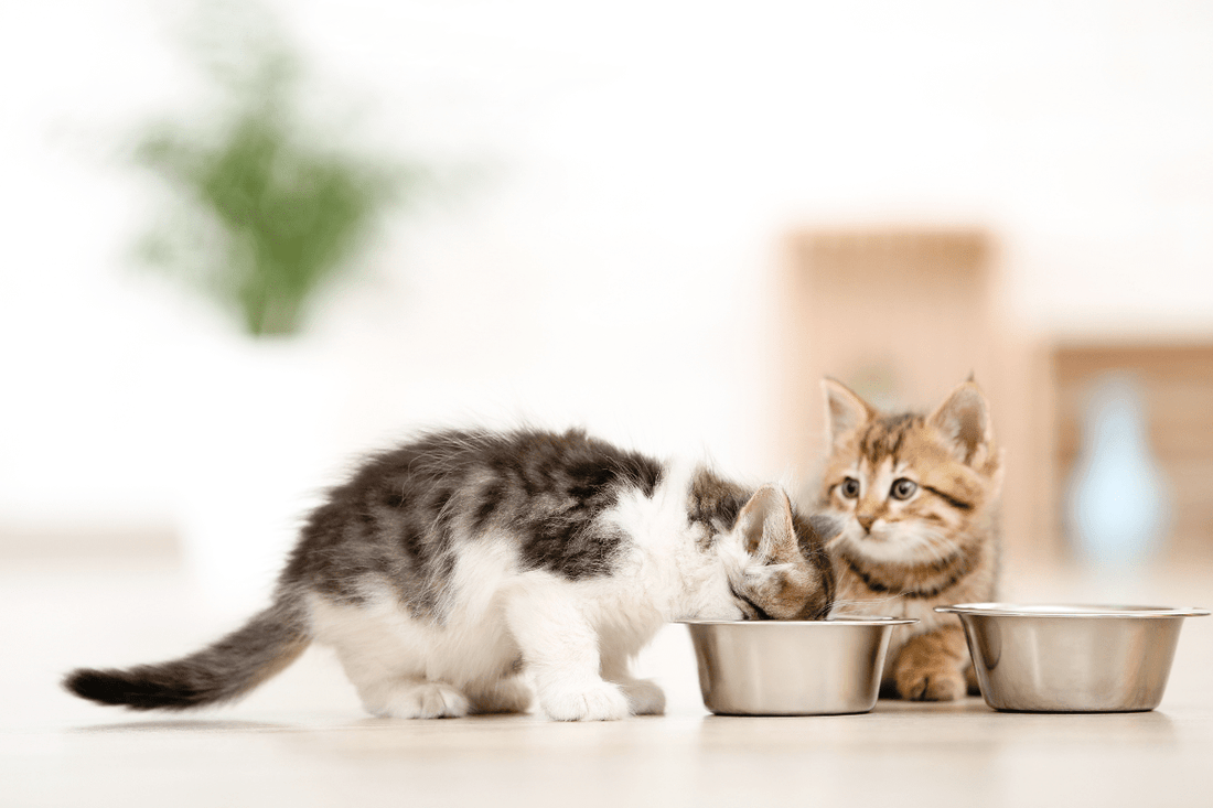 How Often Should I Feed My Kitten In A Day Meal Schedule And What To