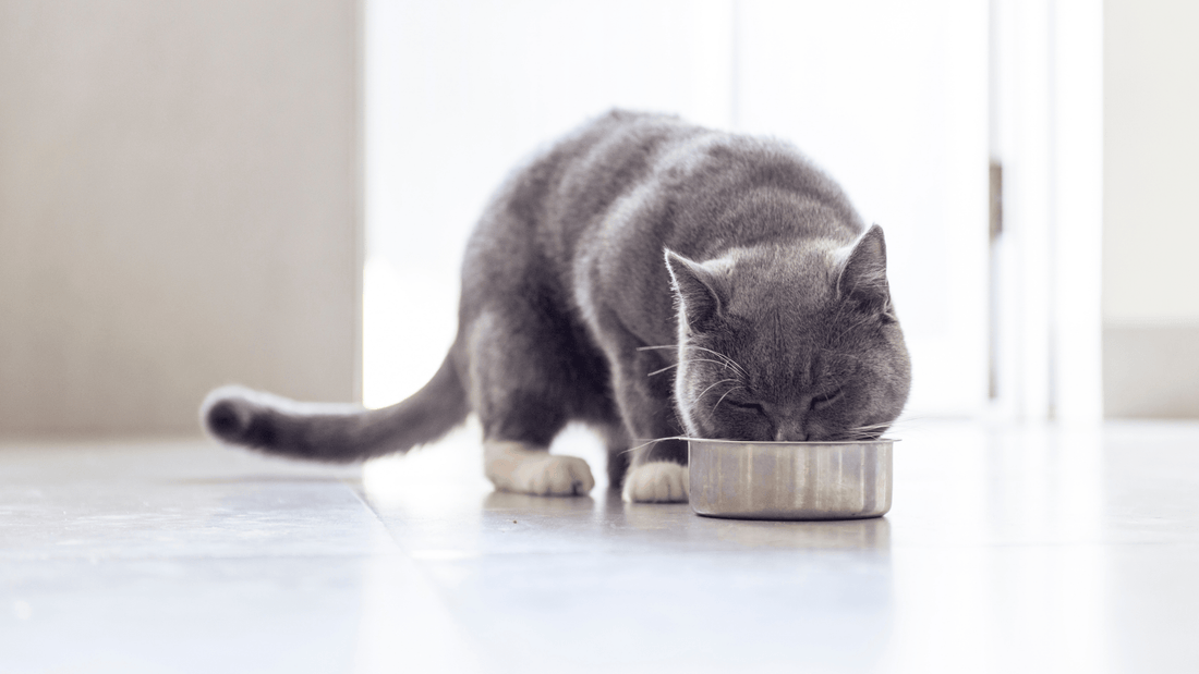 Probiotics vs Prebiotics: What Are They And How Will They Benefit My Dog Or Cat?