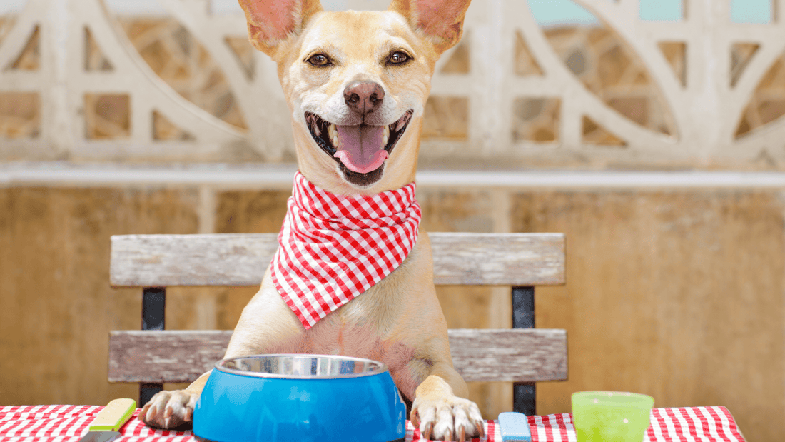 What Are Antioxidants For Dogs And Why Should You Care?