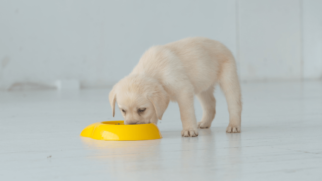What Should a Puppy Eat? (What to Avoid And What You Should Feed Them)