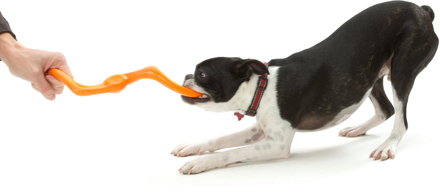 BUMI_TANGERINE_DOG_TUG-O-WAR