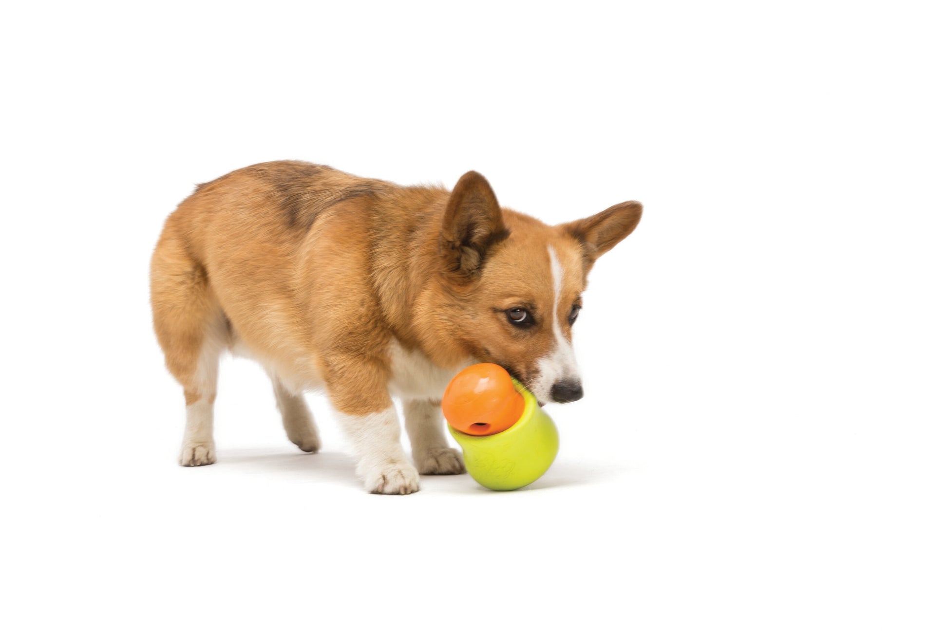 TOPPL_TANGERINE-GRANNY SMITH_DOG_CHEWING_1