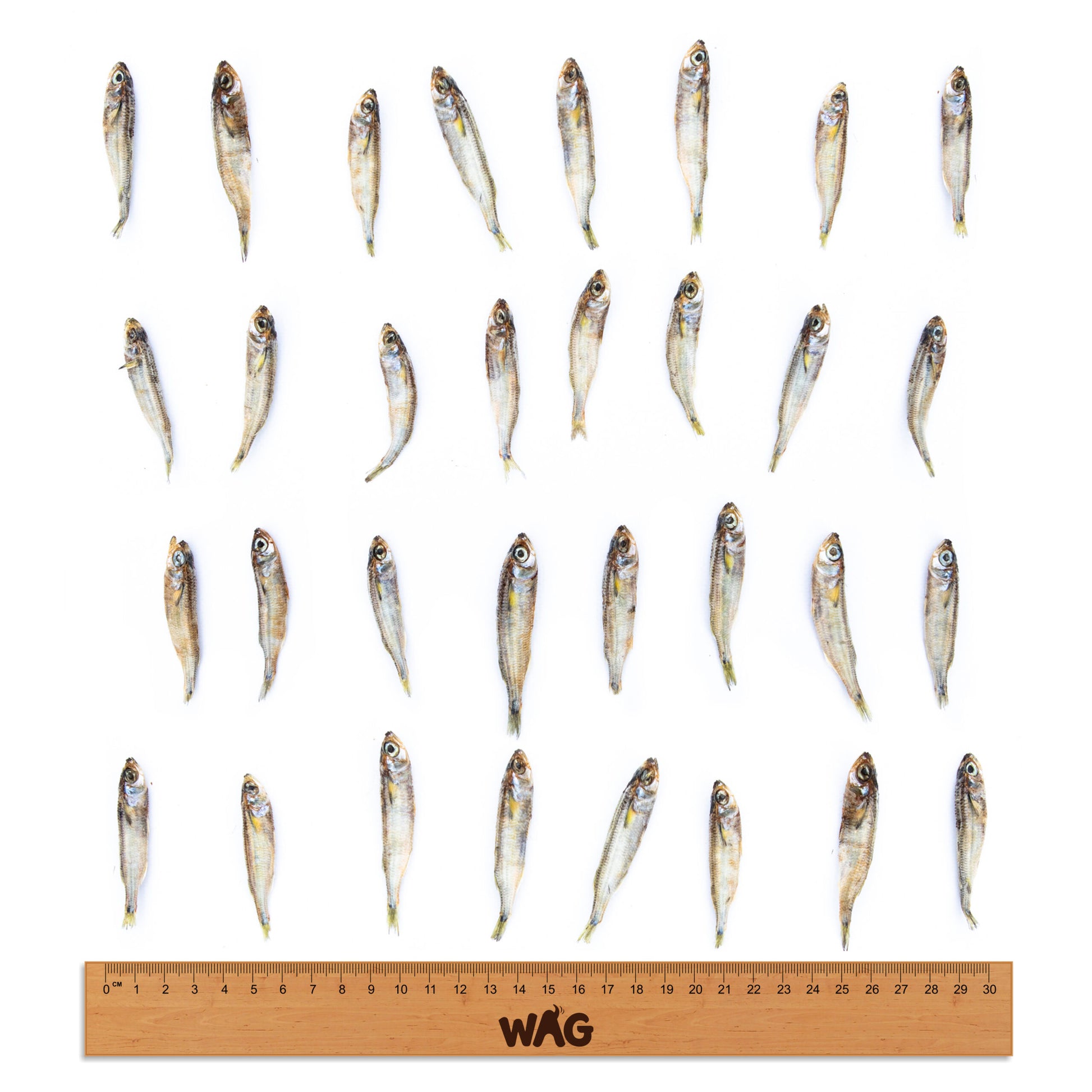 forage-fish